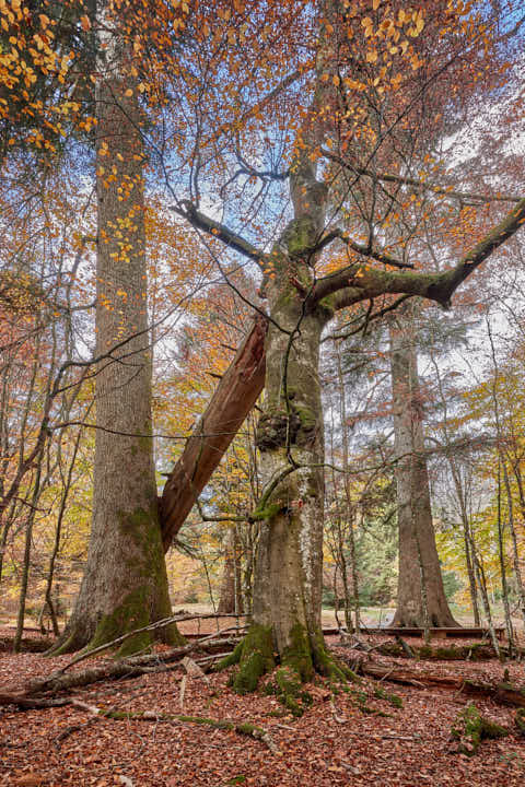 Gemeinde Bayerisch_Eisenstein Landkreis Regen Hans-Watzlik-Hain Baumriesen (Dirschl Johann) Deutschland REG